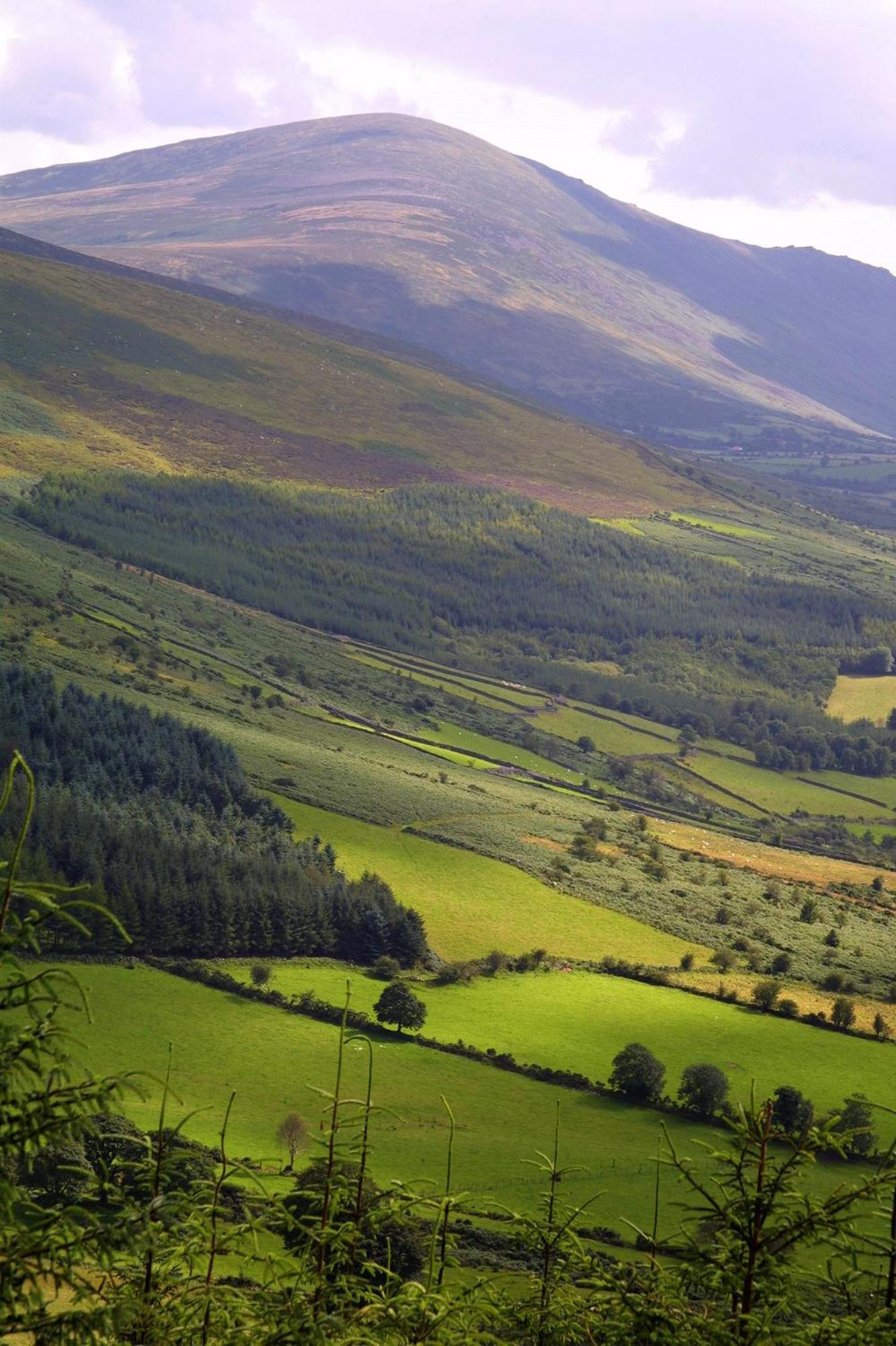 Blackstairs Shepherds Huts Killedmond Exteriér fotografie